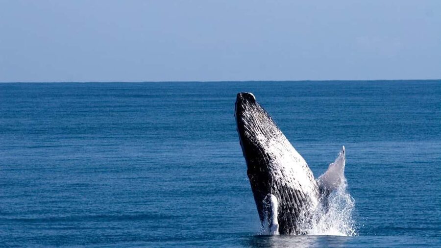 From Punta Canta: Whale Watching Cruise with Cayo Levantado - What the guide adds to the whale trip
