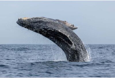 Punta Canta: Whale Watching Cruise with Cayo Levantado