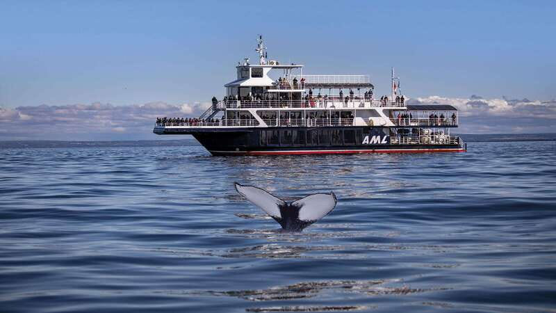 From Quebec City: Whale Watching Excursion Full-Day Trip - From Fontaine de Tourny to the St. Lawrence