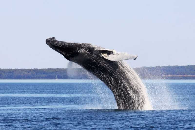 From Quebec City: Whale Watching Excursion Full-Day Trip - Should you book it?