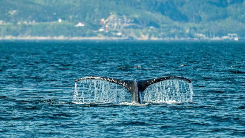 From Quebec City: Whale Watching Excursion Full-Day Trip - The large boat: comfort and better shelter