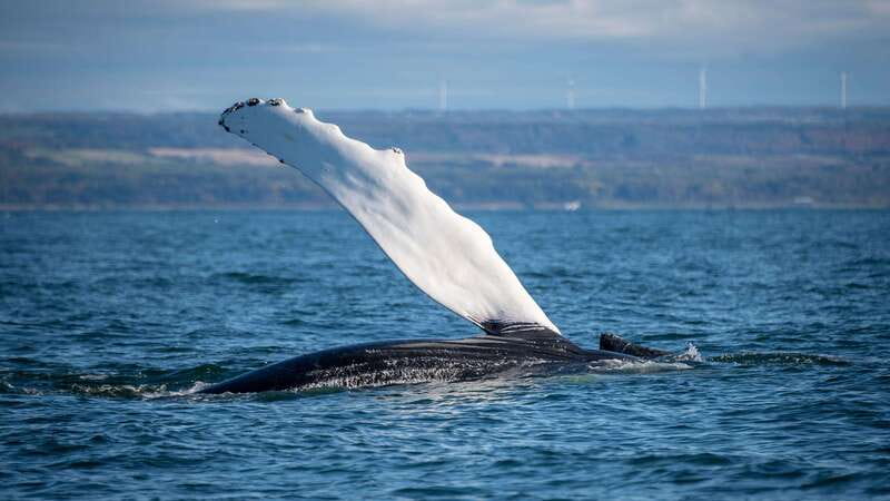 From Quebec City: Whale Watching Excursion Full-Day Trip - The Zodiac: fast, wet, and close to the water