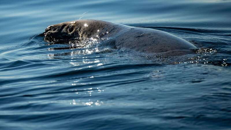 From Quebec City: Whale Watching Excursion Full-Day Trip - Guides, safety, and the conservation approach