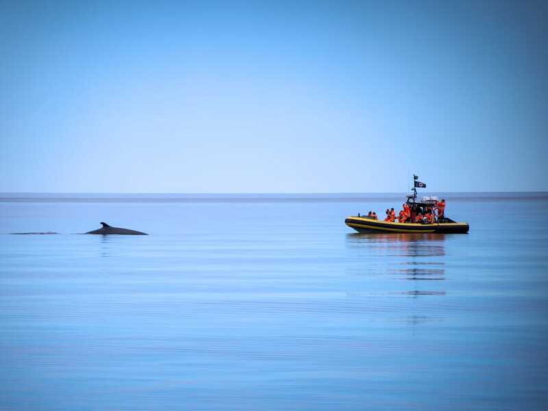 From Quebec City: Whale Watching Excursion Full-Day Trip - Is $186 good value for an 11-hour day?