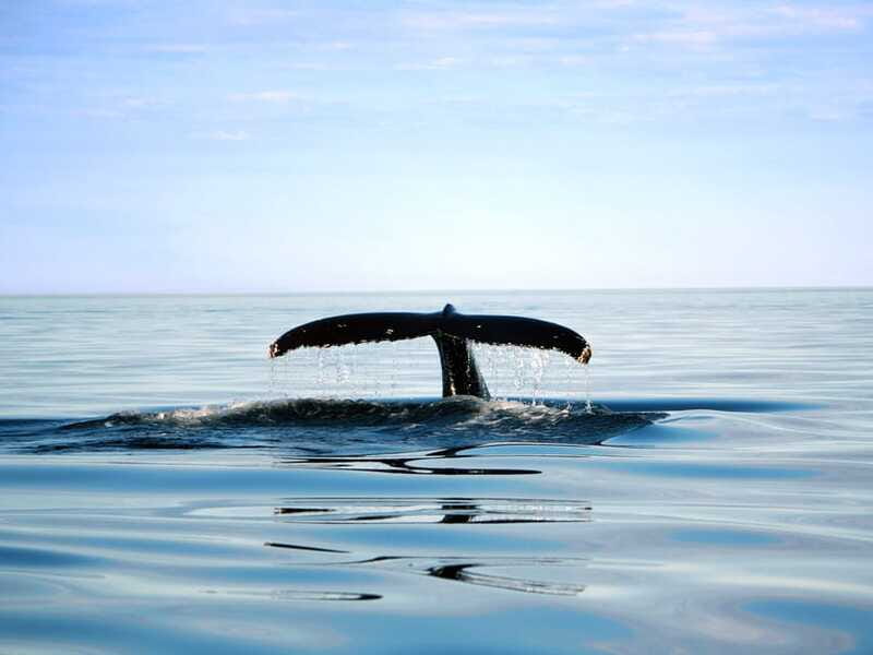 From Quebec City: Whale Watching Excursion Full-Day Trip - Who should book this whale watching trip?