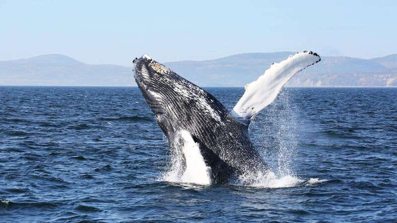 From Quebec City: Whale Watching Excursion Full-Day Trip - Baie-Sainte-Catherine and the marine park