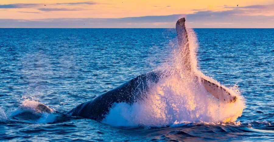 From Reykjavik: Full Day Whale Watching & Golden Circle Tour - Thingvellir after the harbor