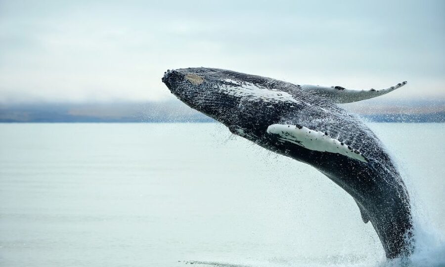 From Reykjavik: Full Day Whale Watching & Golden Circle Tour - Geysir and the five-minute show