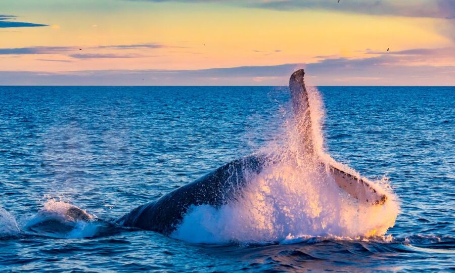 From Reykjavik: Full Day Whale Watching & Golden Circle Tour - Who should choose this Iceland combination