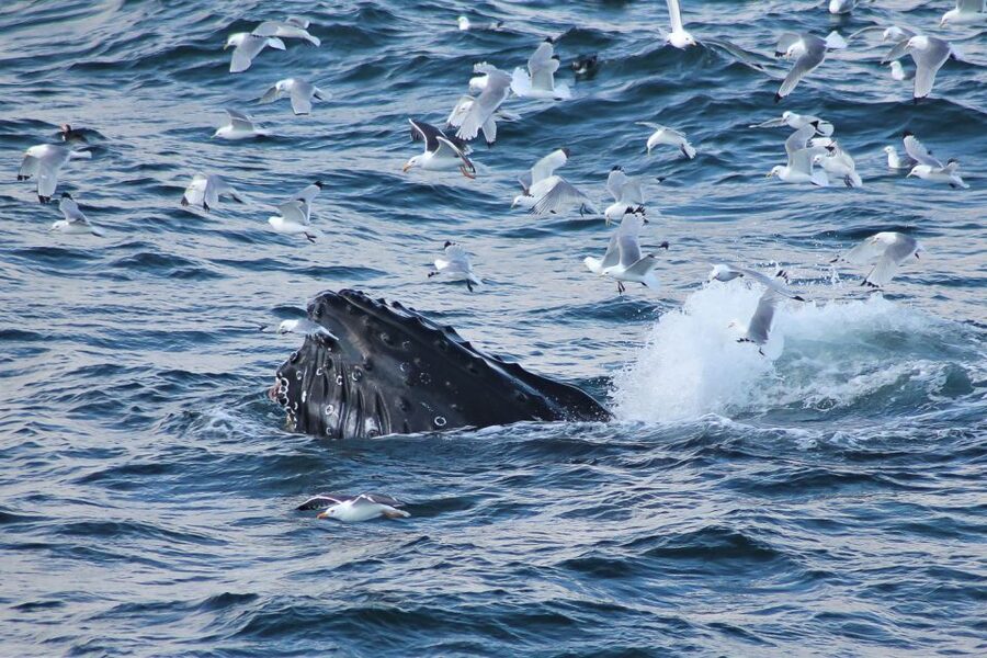From Reykjavik: Whale Watching Tour - Setting out from Geirsgata 11