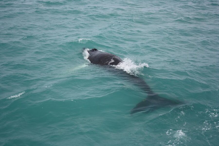 From Reykjavik: Whale Watching Tour - Kollafjörður gives you a gentle start