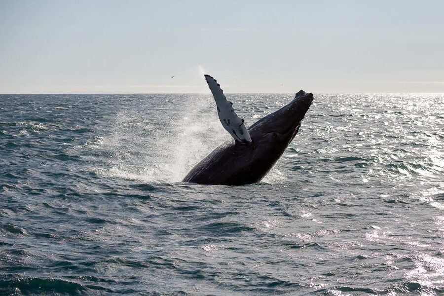 From Reykjavik: Whale Watching Tour - A boat built for comfort, not total solitude