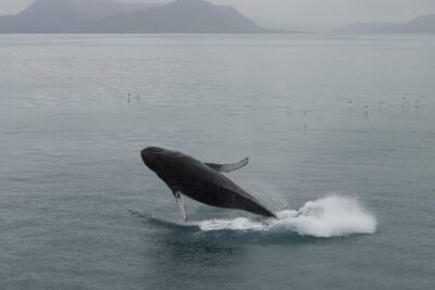 Reykjavik: Whale Watching Tour