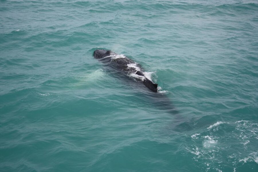 From Reykjavik: Whale Watching Tour - Birds, dolphins, seals, and the view beyond whales