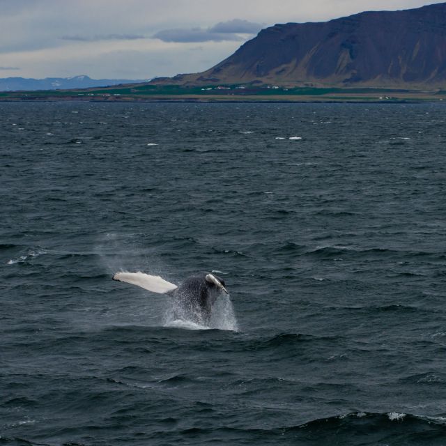 From Reykjavik: Whale Watching Tour - Food, facilities, and family practicality