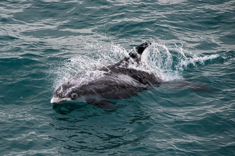 From Reykjavik: Whale Watching Tour - Who should book this Reykjavik whale trip?