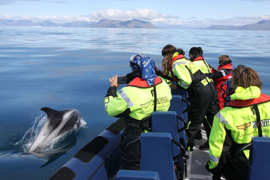 From Reykjavik: Whale Watching Tour by Speedboat - Searching Faxaflói Bay for whales