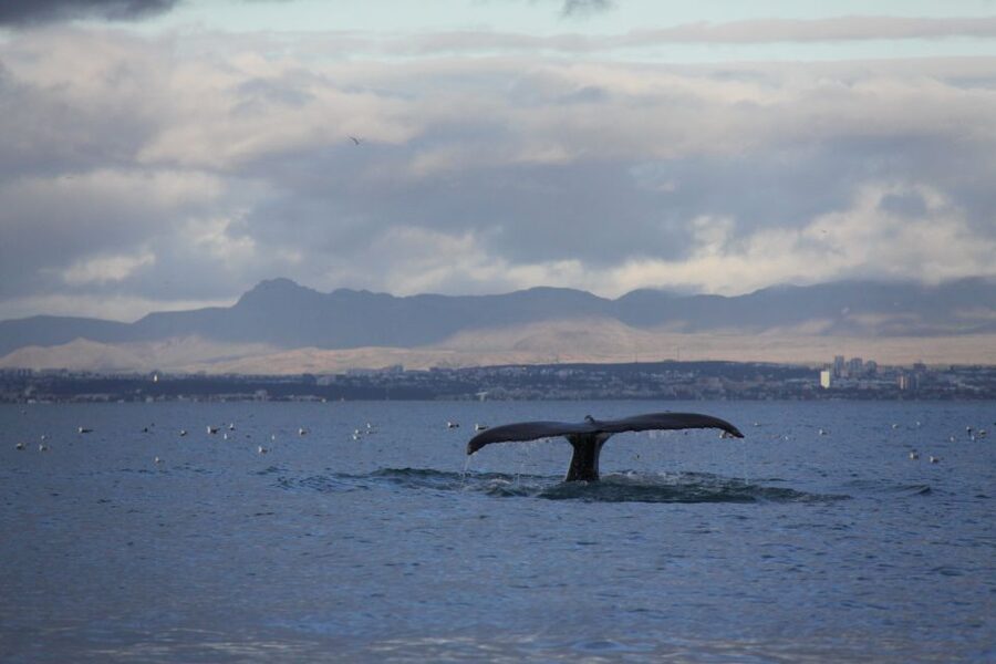 From Reykjavik: Whale Watching Tour by Speedboat - What the guide adds to the experience