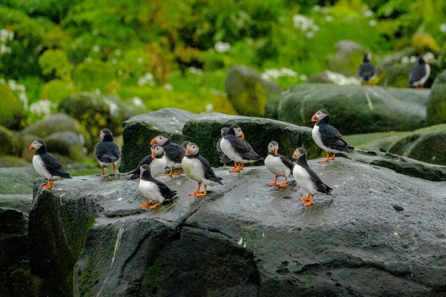 From Reykjavik: Whale Watching Tour by Speedboat - Booking, weather, and cancellation details