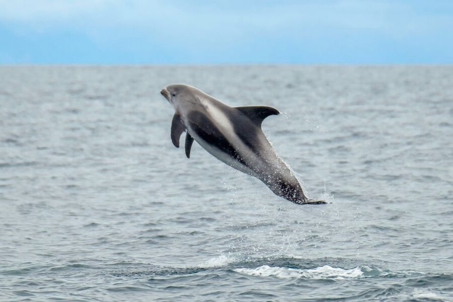 From Reykjavik: Whale Watching Tour by Speedboat - The RIB ride: exciting, compact, and sometimes rough