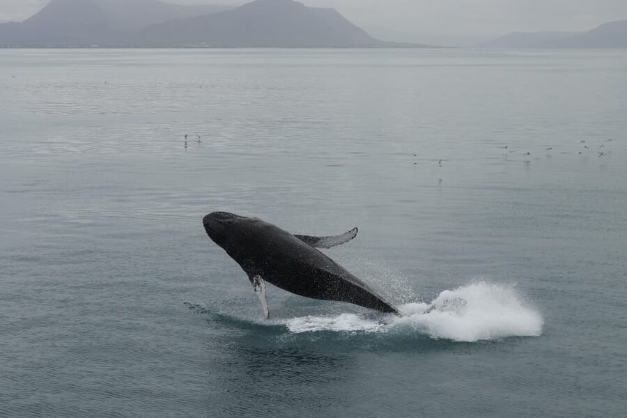 From Reykjavik: Whale Watching Tour - Searching Faxaflói Bay for whales