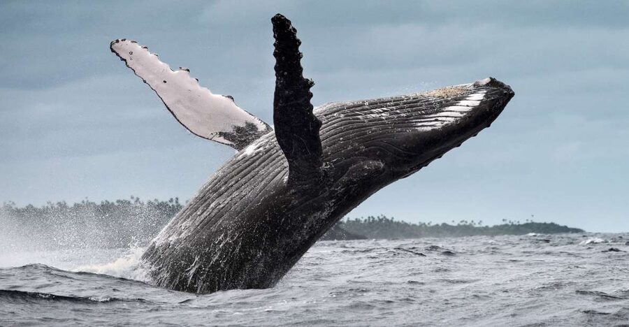 From Samaná: Whale Watching and Cayo Levantado Boat Tour - Practical tips for a better day