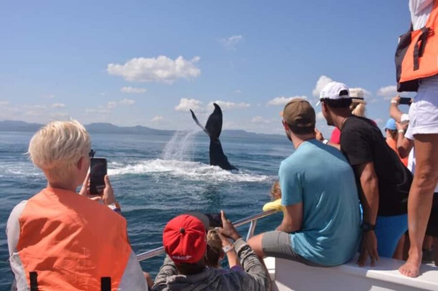 From Samaná: Whale Watching and Cayo Levantado Island Tour - The small details that can make the day better