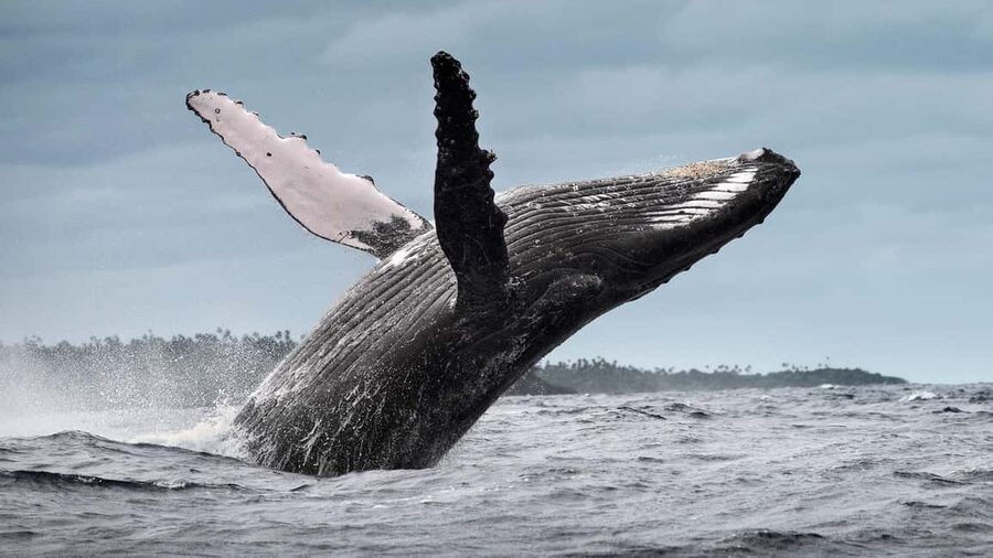 From Samaná: Whale Watching and Cayo Levantado Island Tour - What whale watching is really like from the boat