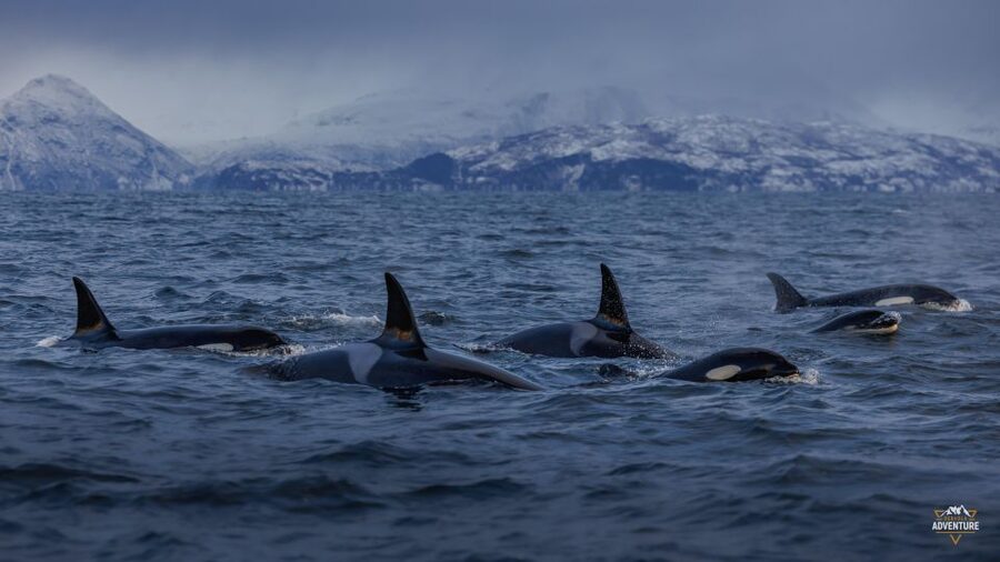 From Skjervøy: Whale Watching in a Heated Cabin Cruiser - Key points at a glance