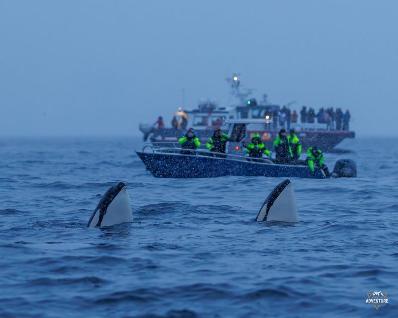 From Skjervøy: Whale Watching in a Heated Cabin Cruiser - Who will enjoy this boat trip most