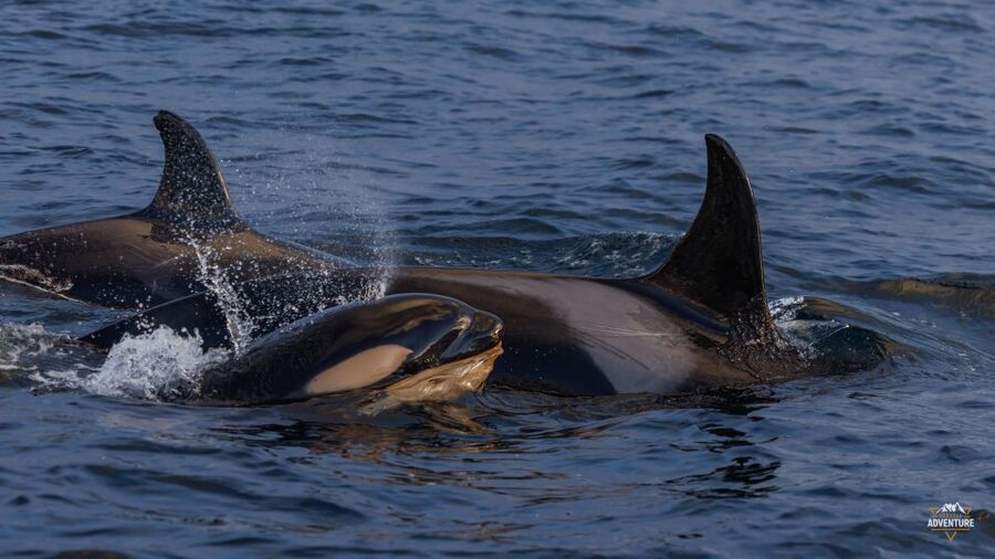 From Skjervøy: Whale Watching in a Heated Cabin Cruiser - Why Skjervøy is a strong whale-watching base