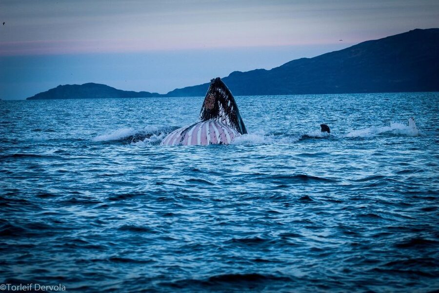 From Skjervøy: Whale Watching in a Heated Cabin Cruiser - A small boat with a heated cabin