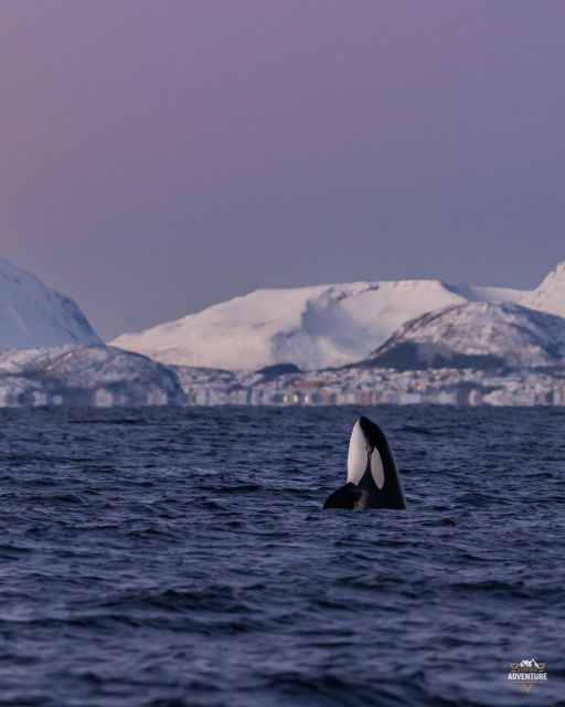 From Skjervøy: Whale Watching in a Heated Cabin Cruiser - Searching the fjords for orcas and humpbacks