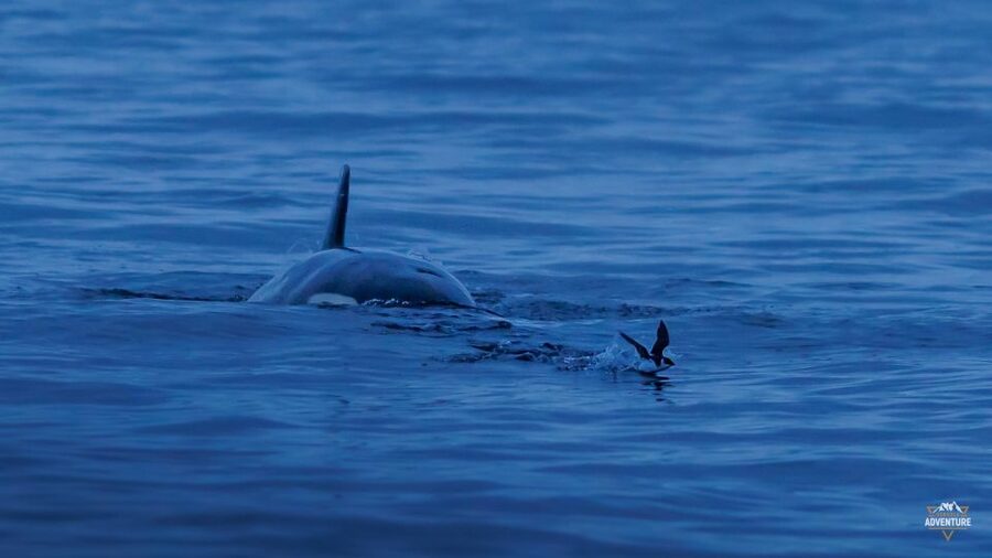 From Skjervøy: Whale Watching in a Heated Cabin Cruiser - What responsible whale watching looks like here