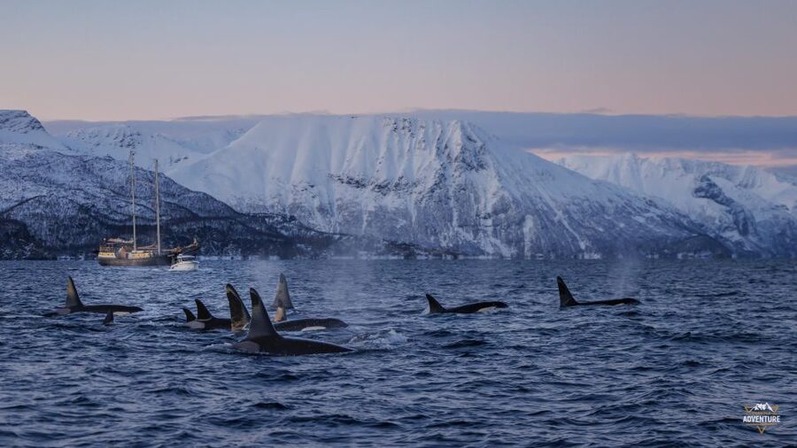 From Skjervøy: Whale Watching in a Heated Cabin Cruiser - Hearing the whales with a hydrophone