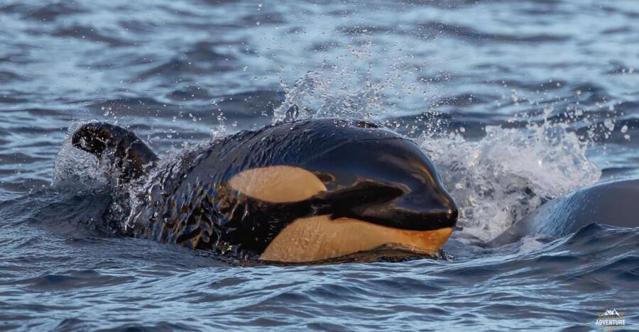 From Skjervøy: Whale Watching in a Heated Cabin Cruiser - The mid-tour break, hot drinks, and waffles