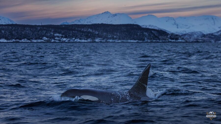 From Skjervøy: Whale Watching in a Heated Cabin Cruiser - Is $278 a fair price?