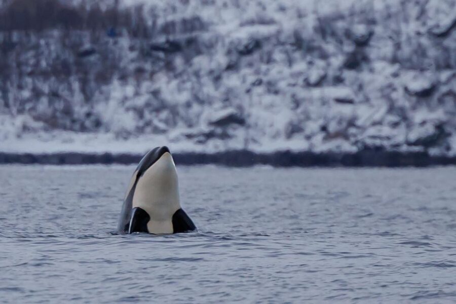 From Skjervøy: Whale Watching in a Heated Cabin Cruiser - Meeting at Havnegata 16
