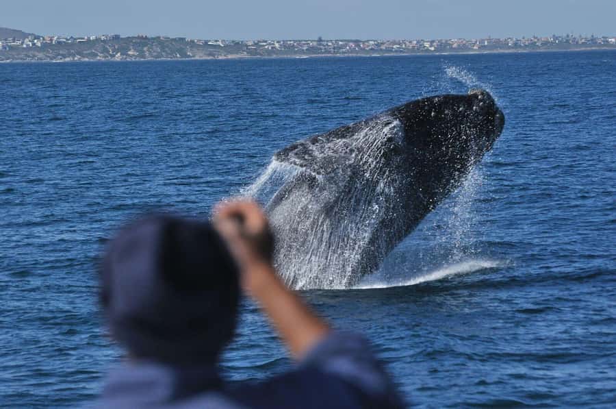 From Stellenbosch: Hermanus Whale Route Tour - Harold Porter Botanical Garden and the waterfall walk