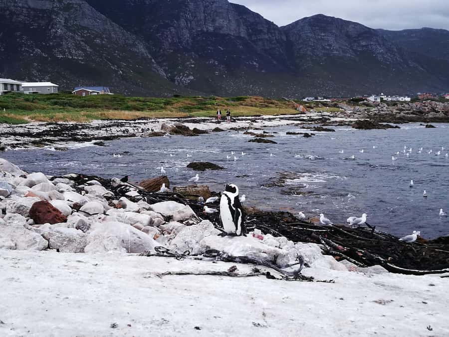 From Stellenbosch: Hermanus Whale Route Tour - The optional whale watching boat