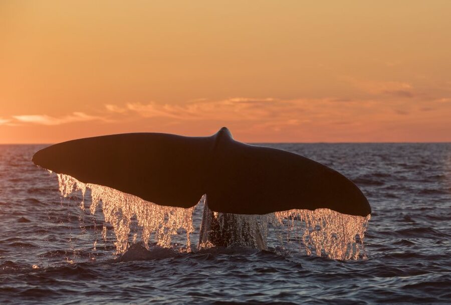 From Svolvær: Whale Watching Day Trip to Andenes - Key points to know before booking