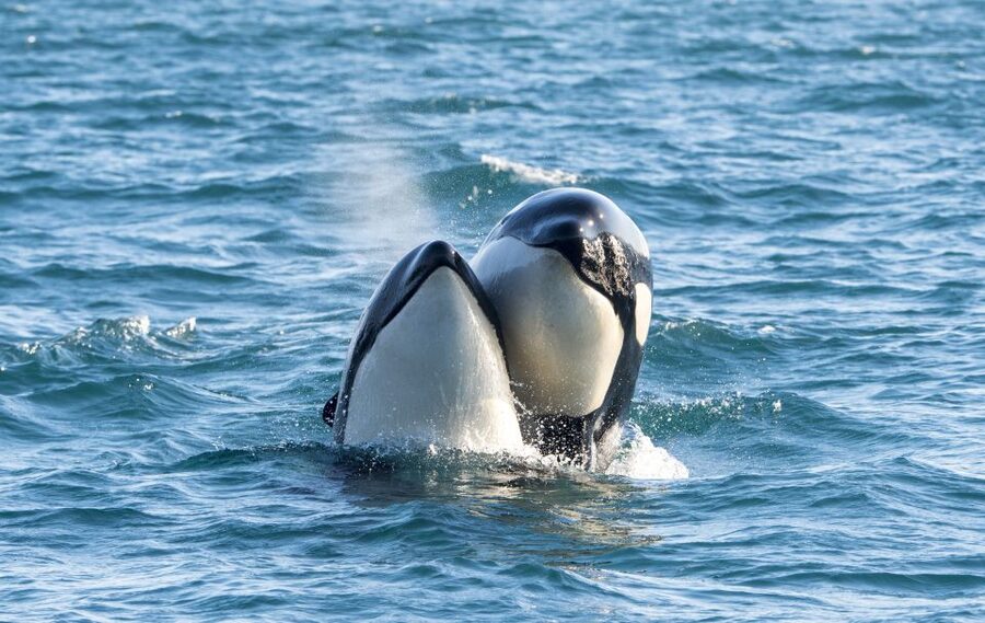 From Svolvær: Whale Watching Day Trip to Andenes - The morning route, ferries and coastal views