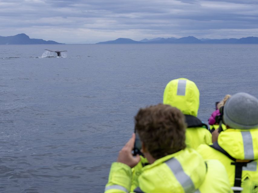 From Svolvær: Whale Watching Day Trip to Andenes - Marmelkroken, a useful lunch break
