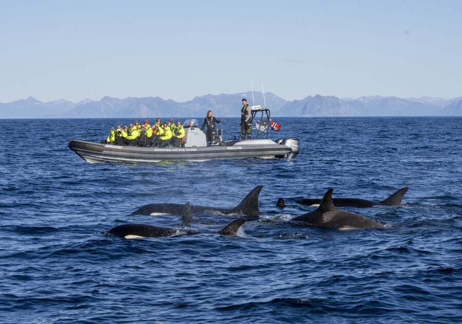 From Svolvær: Whale Watching Day Trip to Andenes - The return route, Bleik Beach and a long evening