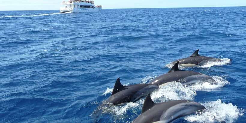 From Tangalle: Mirissa Whale Watching Tour with Breakfast - From Tangalle to Mirissa Pier in the morning