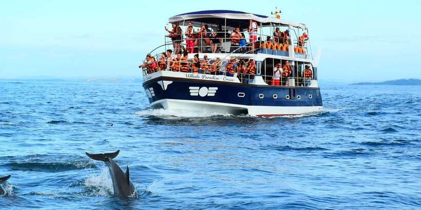 From Tangalle: Mirissa Whale Watching Tour with Breakfast - What you may see beyond the famous blue whale