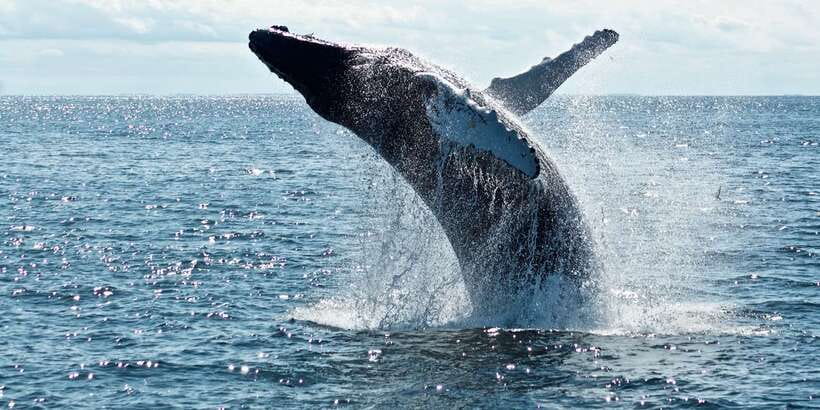 From Tangalle: Mirissa Whale Watching Tour with Breakfast - The boat ride, observation decks, and breakfast