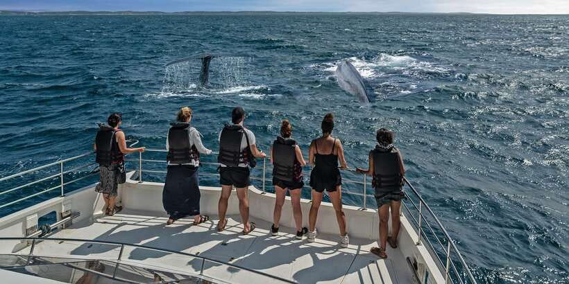 From Tangalle: Mirissa Whale Watching Tour with Breakfast - Who will enjoy this morning on the water?