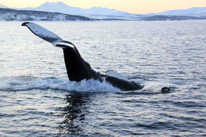 From Tromsø: All-Inclusive Whale & Orca Safari - The 8 AM departure from Tromsø
