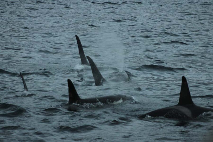 From Tromsø: All-Inclusive Whale & Orca Safari - The 2.5-hour cruise to Skjervøy